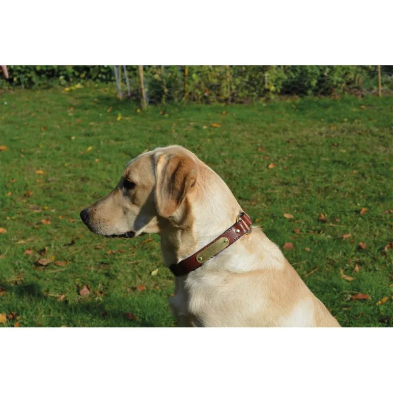 Collier à graver sur plaque laiton cuir noisette 4 tailles - Taille Taille 2 - Ducatillon