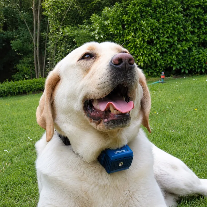 Collier anti-aboiement pour gros chien 