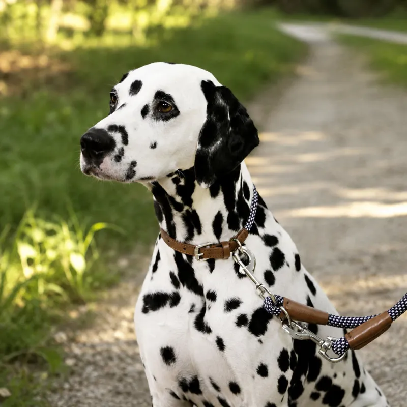 Collier pour chien en corde - Ducatillon