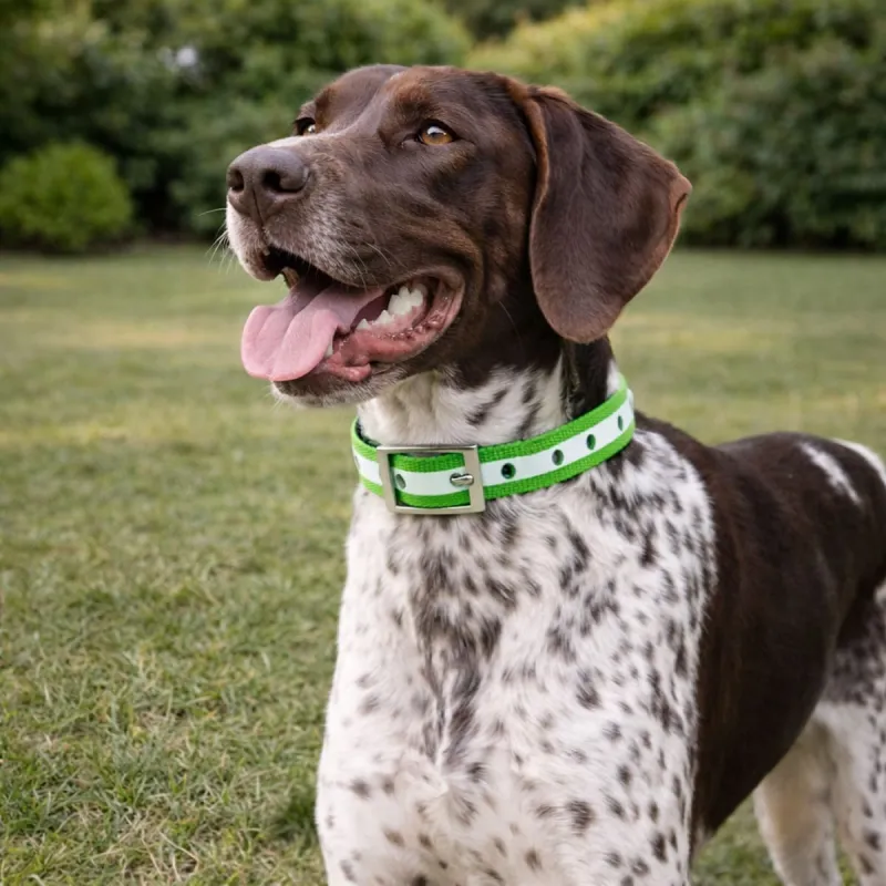 Collier pour chien vert phosphorescent 45 cm - Stepland