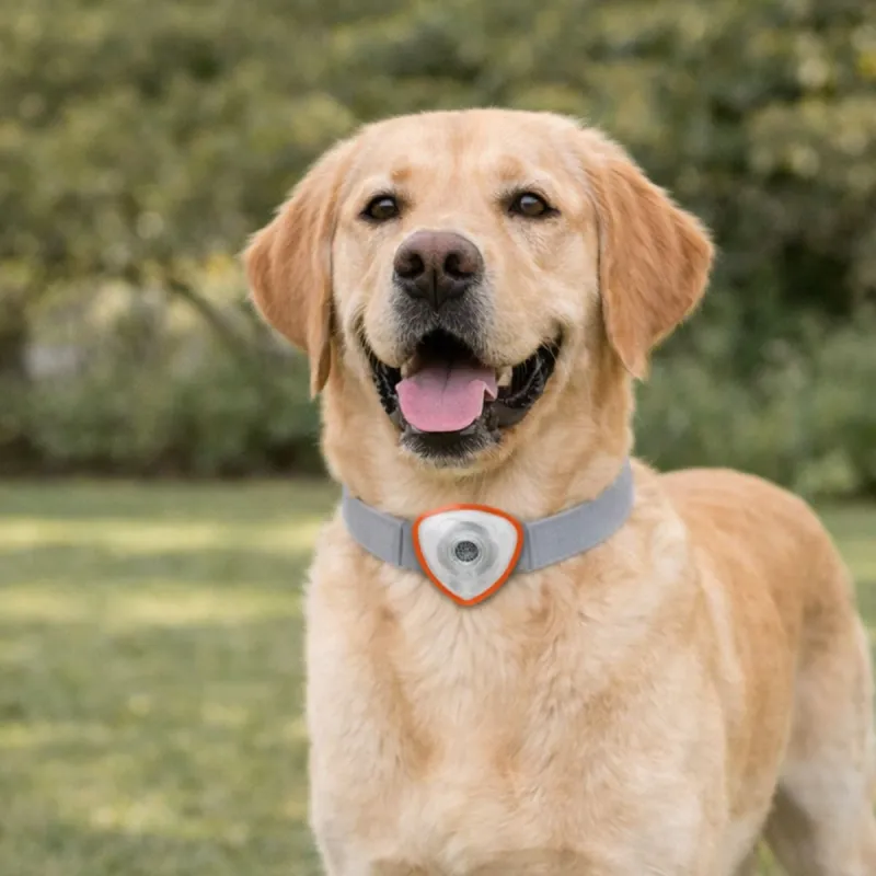 Répulsif électronique anti tiques et puces pour chien et chats - Ducatillon