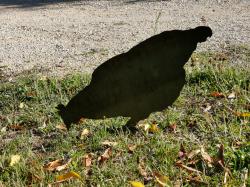 Silhouette métallique Poule picorant, MADE IN CHASSE - Equipements de chasse