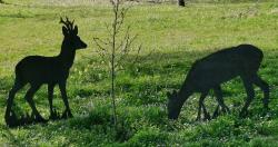 Lot de 2 silhouettes métalliques couple de Chevreuils, MADE IN CHASSE - Equipements de chasse