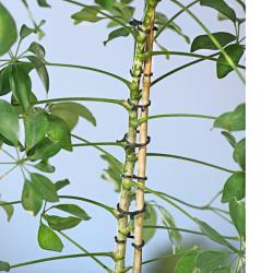 Lot de 24 clips pour plantes
