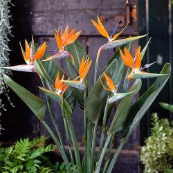 set de culture Strelitzia