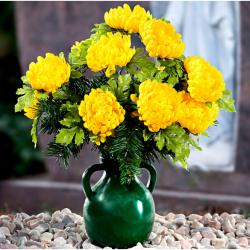 Bouquet chrysanthèmes/sapin