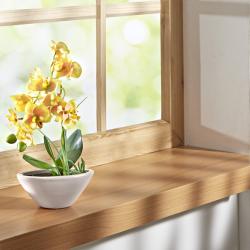 Orchidée Phalaenopsis, jaune
