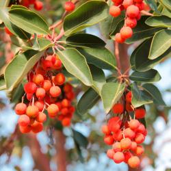 Set de culture Arbre aux fraises
