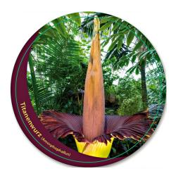 Arum titan
